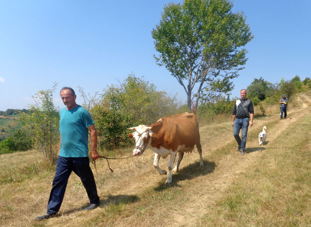 РУЖА У ШТАЛИ РАДОСТ ДО НЕБА: Вукица од добротвора добила прву краву